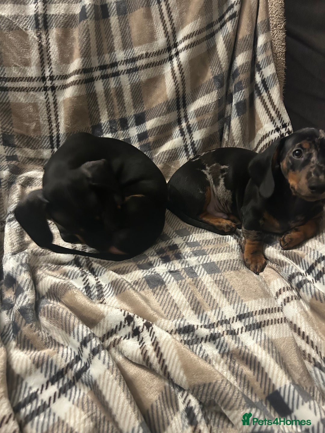 Miniature Dachshund dogs for sale: Miniature dachshunds for sale - ready to go now  - Image 8
