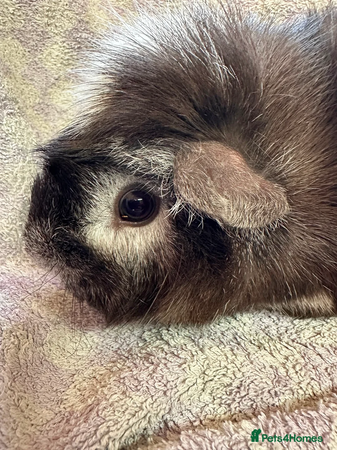 Guinea Pig rodents for sale: Beautiful Guinea Pigs Available - Advert 2