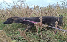 Mixed Breed dogs for adoption: Blaire - North Walsham norfolk  - Image 6
