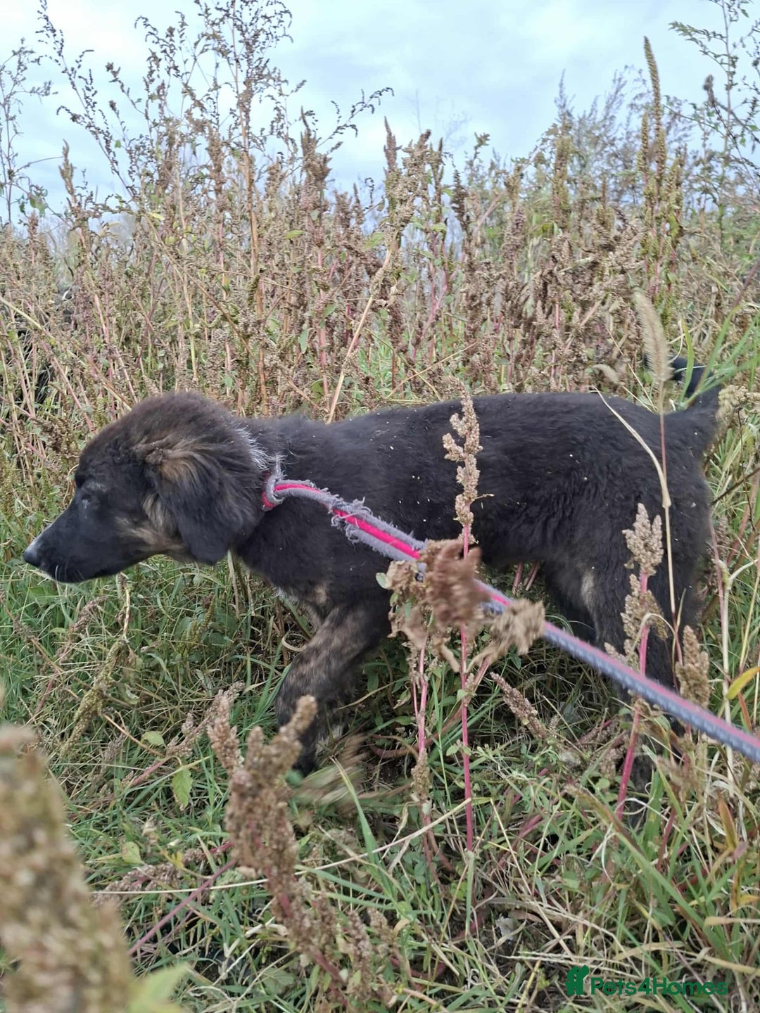 Mixed Breed dogs for adoption: Blaire - North Walsham norfolk  - Image 6