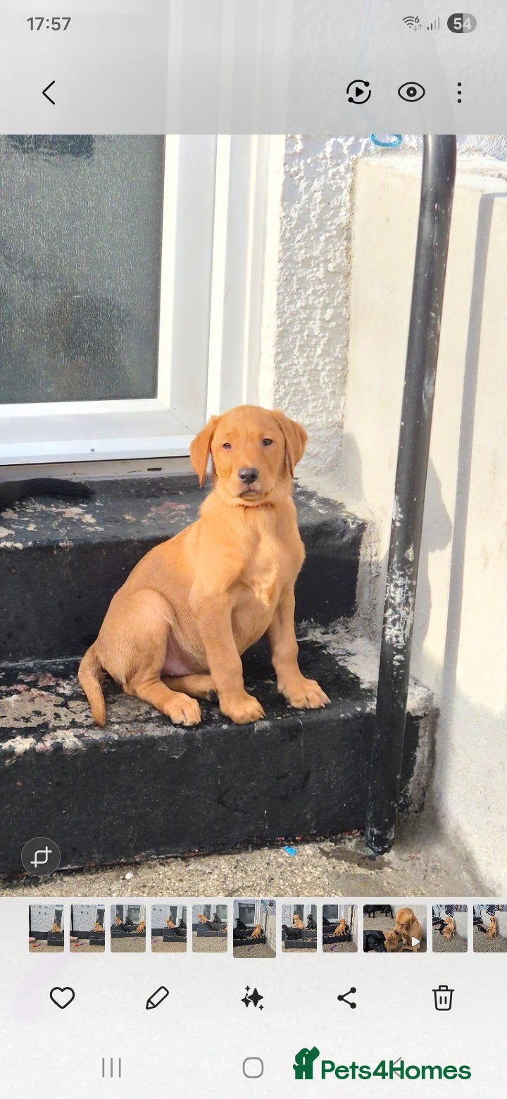 Labrador Retriever dogs REDUCED DUE TO BEING LAST GIRL  LAB RETRIEVER KC - Advert 11