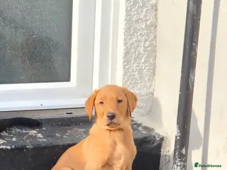 Labrador Retriever dogs REDUCED DUE TO BEING LAST GIRL LAB RETRIEVER KC - Advert 11