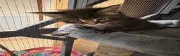 Maine Coon cats for sale: TICA registered Maine Coons - Advert 6