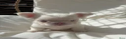 French Bulldog dogs for sale: Fluffy pink French bulldogs - Advert 11
