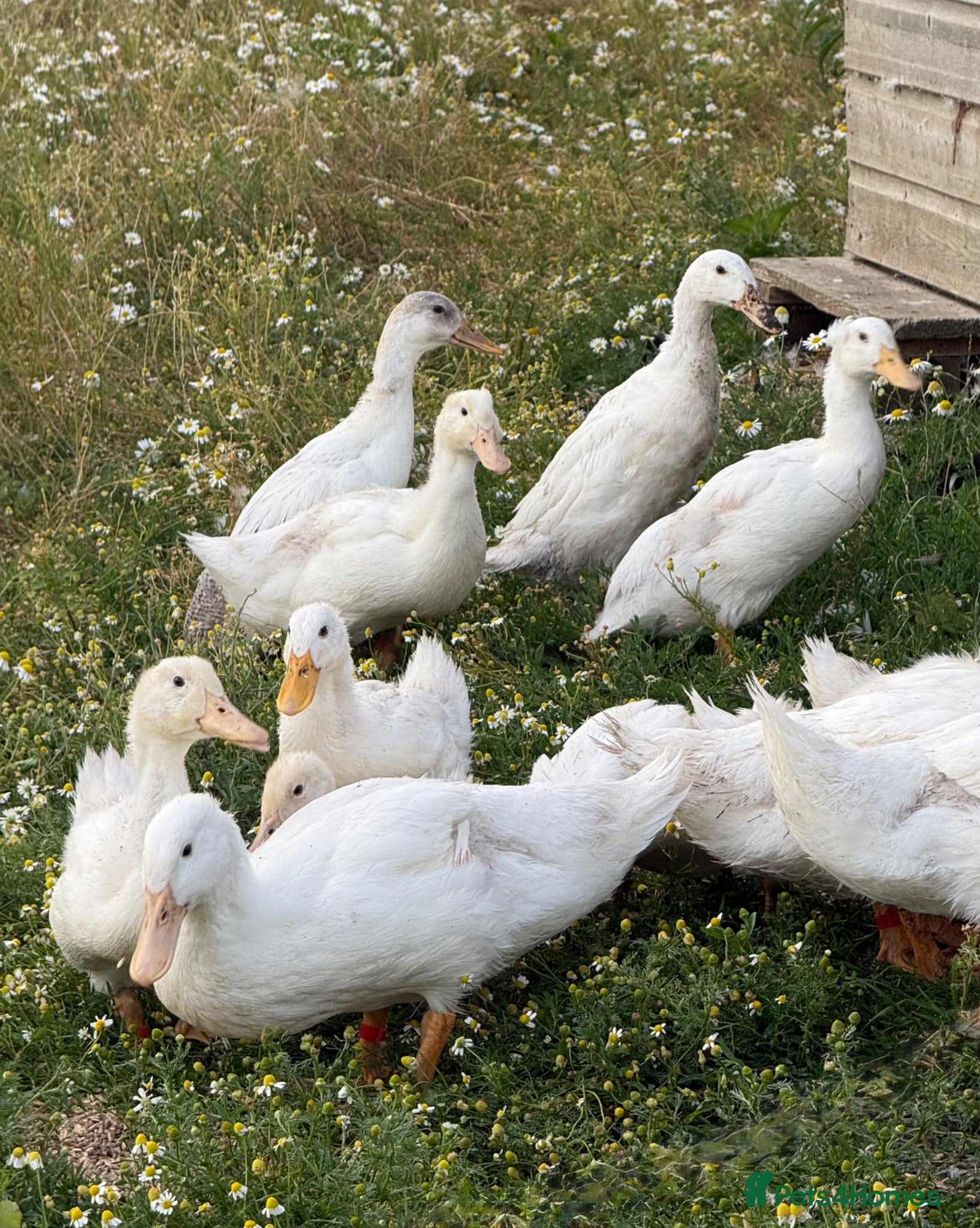 Ducks poultry Female Aylesbury and Runner Ducks - Advert 1