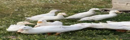 Ducks poultry for sale: Female Aylesbury and Runner Ducks - Advert 1