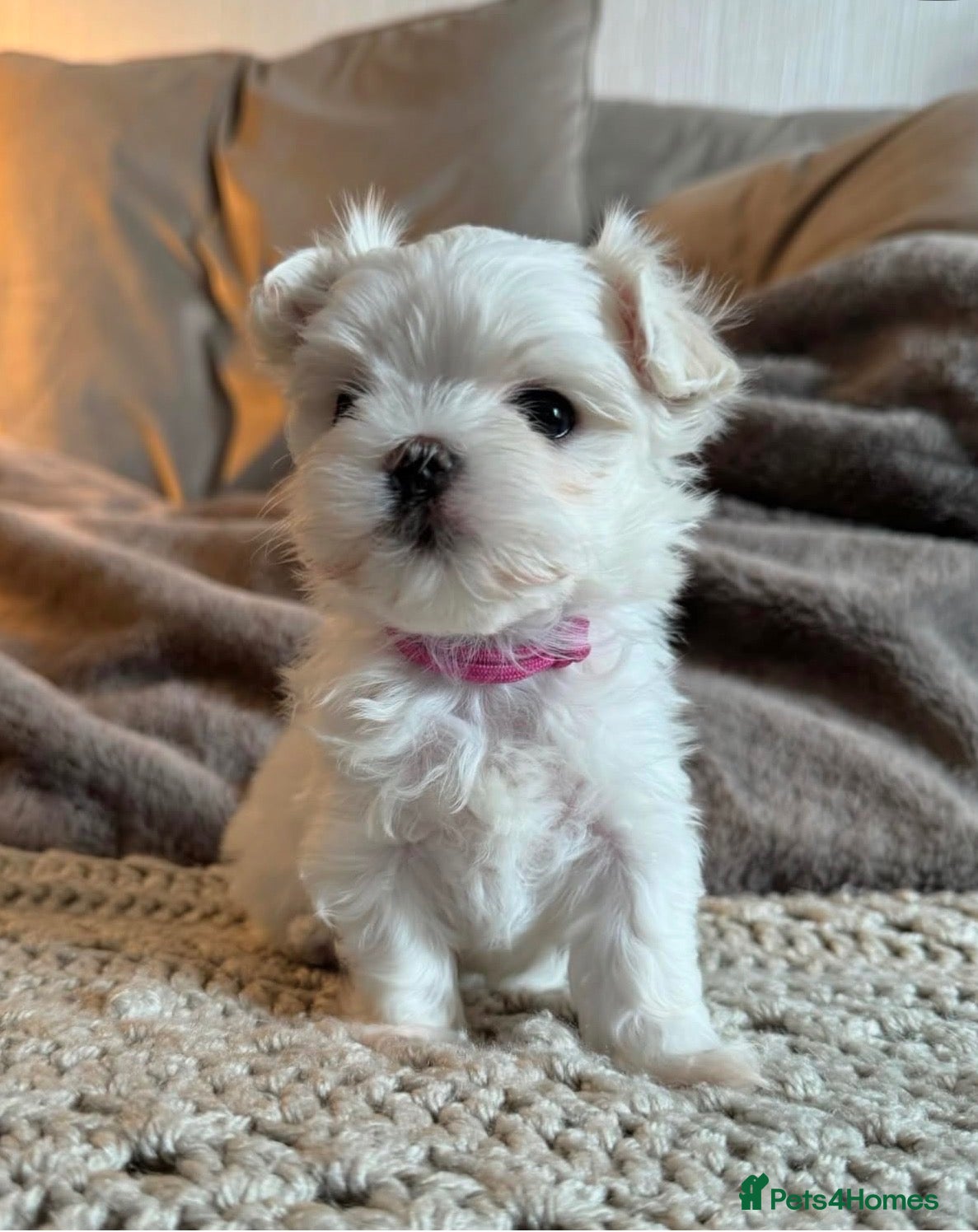 Maltipoo dogs Micro tiny F1 Maltipoo puppies 🩷 3 Girls.  - Advert 13