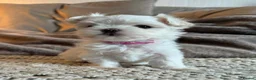 Maltipoo dogs for sale: Micro tiny F1 Maltipoo puppies 🩷 3 Girls.  - Advert 1