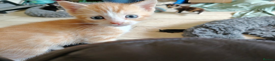 GInger Girl kitten 7