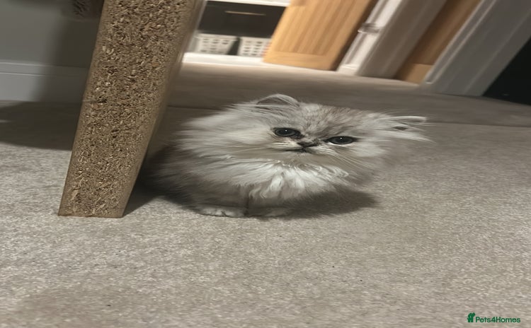 Persian cats - Advert 1