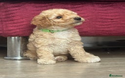 Goldendoodle dogs for sale: ⭐️⭐️READY NOW⭐️⭐️ Beautiful Goldendoodles - Image 22