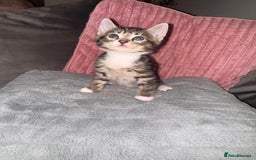 Mixed Breed cats for sale: Stunning mixed breed kittens  - Image 4