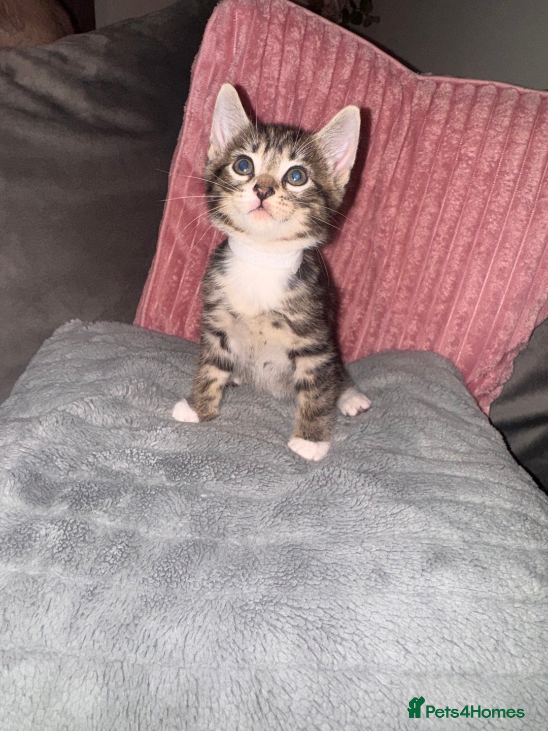 Mixed Breed cats for sale: Stunning mixed breed kittens  - Image 4