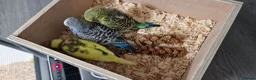 Budgerigars birds for sale: Budgie for sale - Advert 6