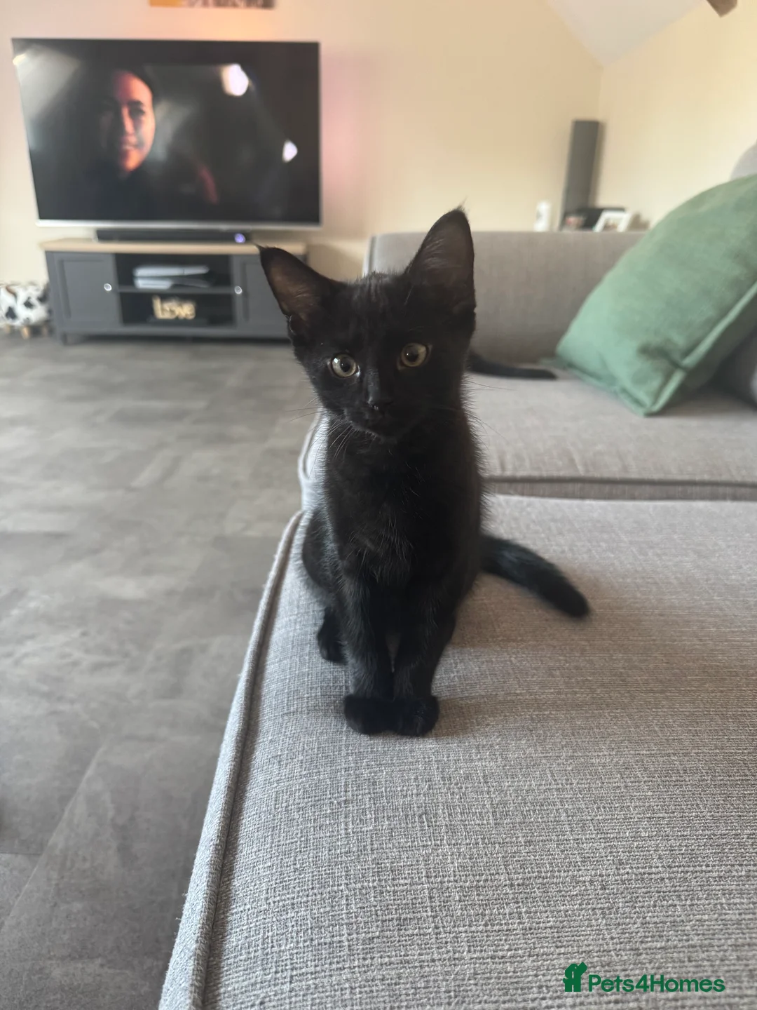Mixed Breed cats for sale: Mixed breed kittens  - Advert 2