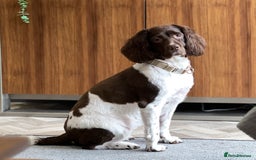 English Springer Spaniel dogs for sale: Darcy, Springer Spaniel. 7Yr needs new loving home - Image 1