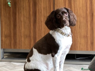 English Springer Spaniel dogs - Advert 1