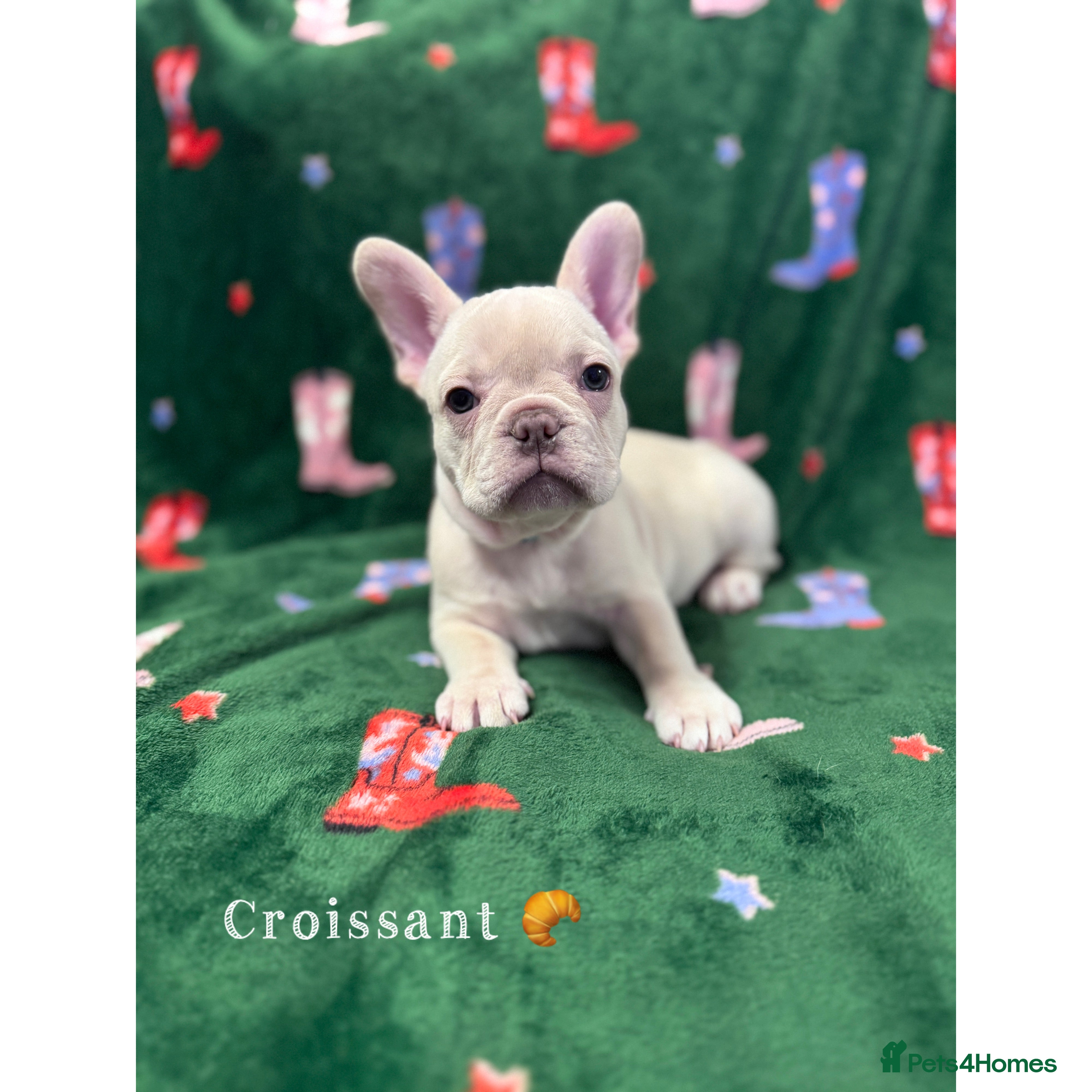 French Bulldog dogs Last 2 girls left! KC registered French Bulldogs - Advert 4