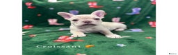 French Bulldog dogs for sale: Last 2 girls left! KC registered French Bulldogs - Advert 1