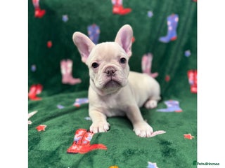 French Bulldog dogs READY TO LEAVE - KC French Bulldogs - Advert 3