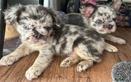 French Bulldog dogs for sale: 🐾Ready now 🔥Fluffy French bulldogs🔥🐾 in Rotherham - Image 2