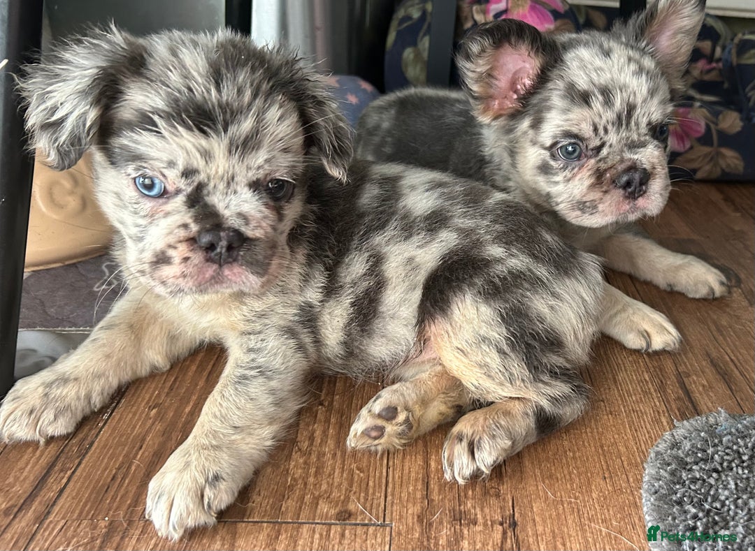 French Bulldog dogs for sale: 🐾Ready now 🔥Fluffy French bulldogs🔥🐾 in Rotherham - Image 2