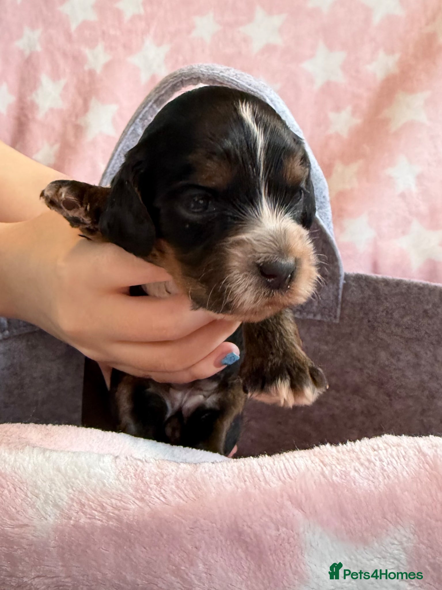 Cockapoo dogs F1B cockapoo puppies from my chocolate girl  - Advert 15