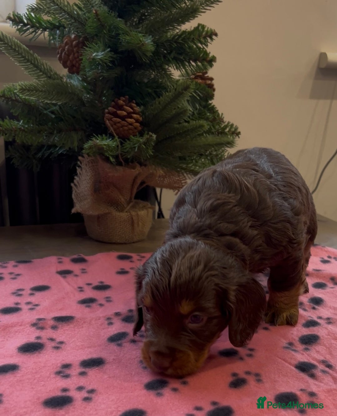 Cocker Spaniel dogs for sale: ✨Beautiful Cocker Spaniel Puppies✨ - Advert 37
