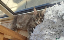 Maine Coon cats for sale: Fully health tested and Tica registered  in Great Missenden - Image 1