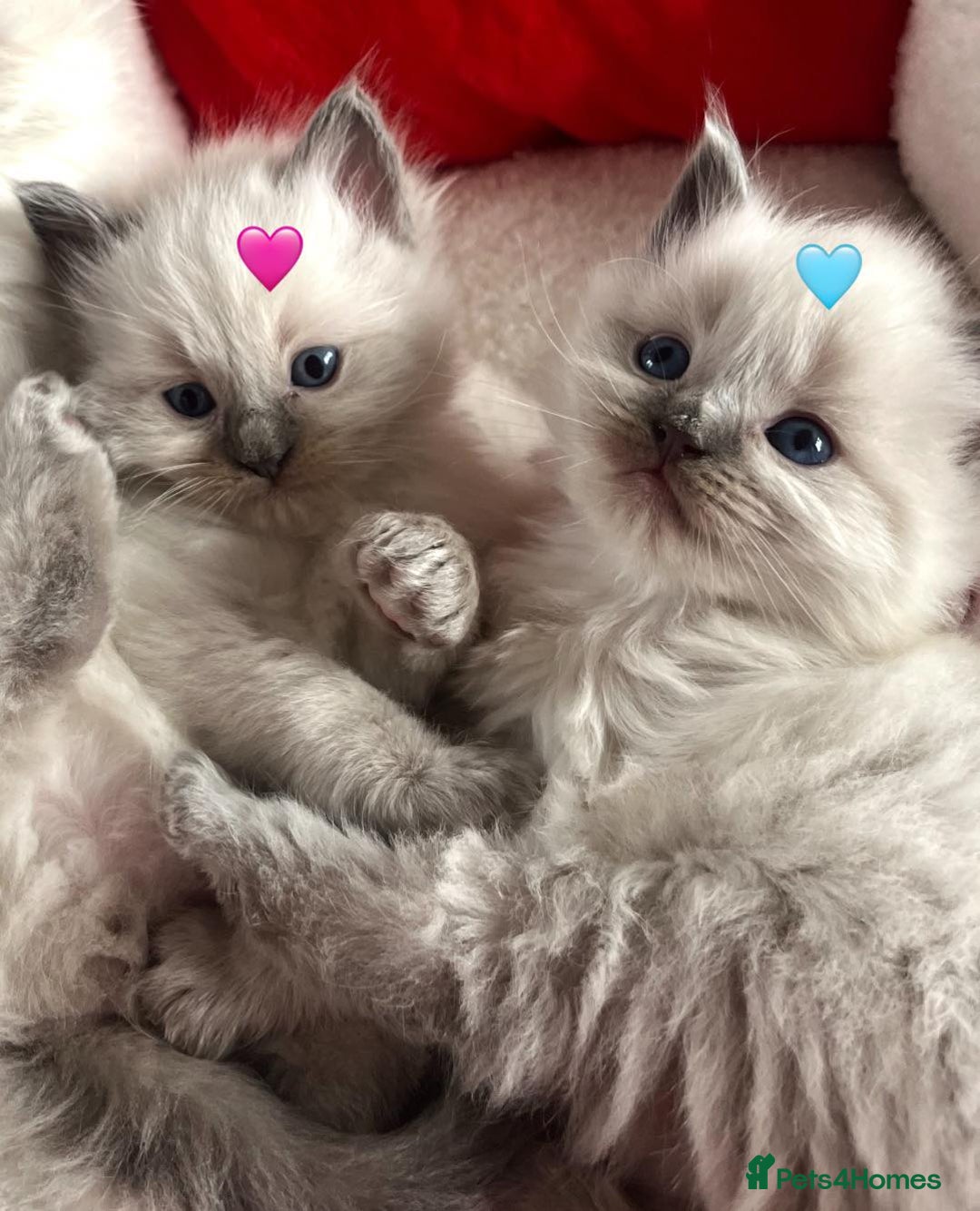 Ragdoll cats for sale: Two GCCF ragdoll boys ♂️♂️😺😺 - Advert 15