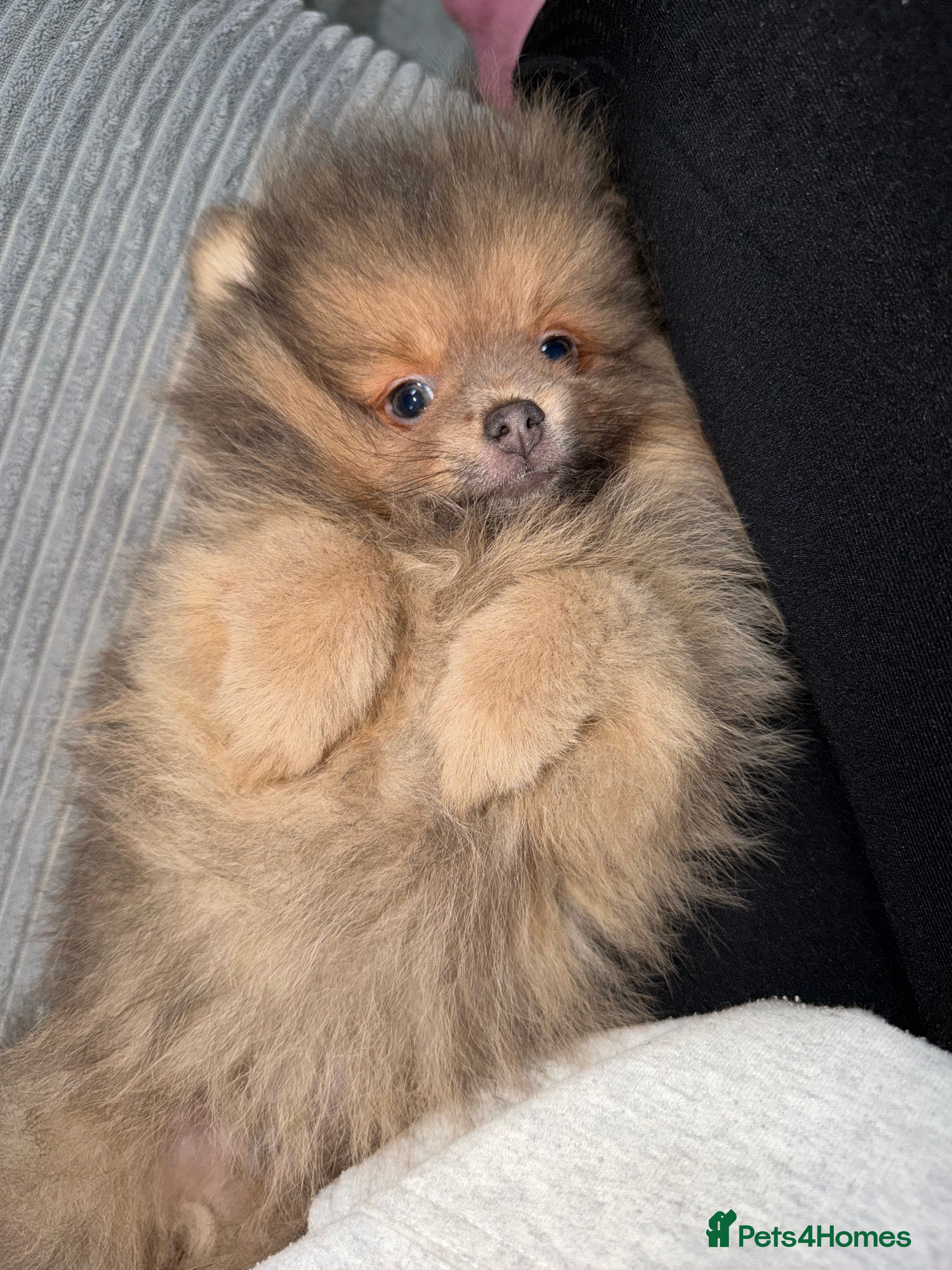 Pomeranian dogs 🧸⭐️ READY NOW !! BABY BOY TEDDY BEAR  ⭐️🧸 - Advert 6