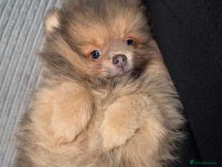 Pomeranian dogs 🧸⭐️ READY NOW !! BABY BOY TEDDY BEAR ⭐️🧸 - Advert 1