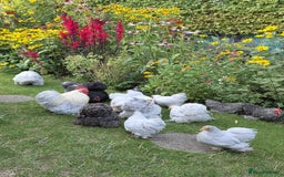 Chickens poultry for sale: Show standard lavender pekin bantams  - Image 1
