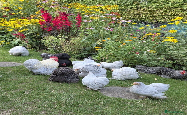Chickens poultry - Advert 7