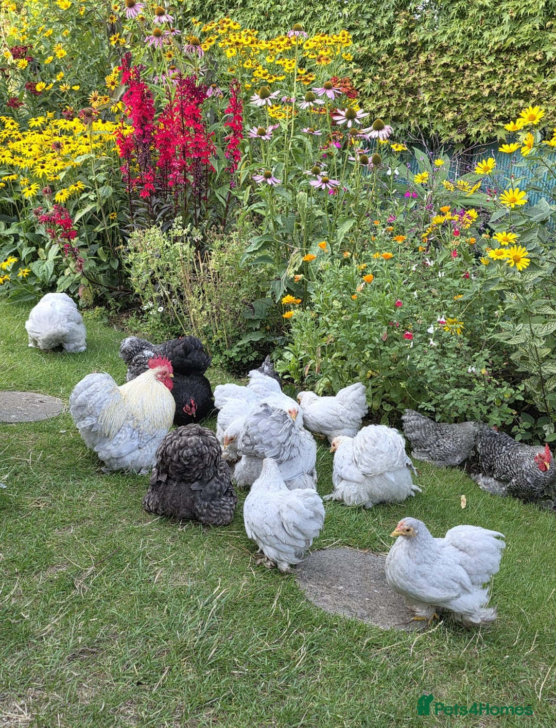 Chickens poultry for sale: Show standard lavender pekin bantams  - Image 1