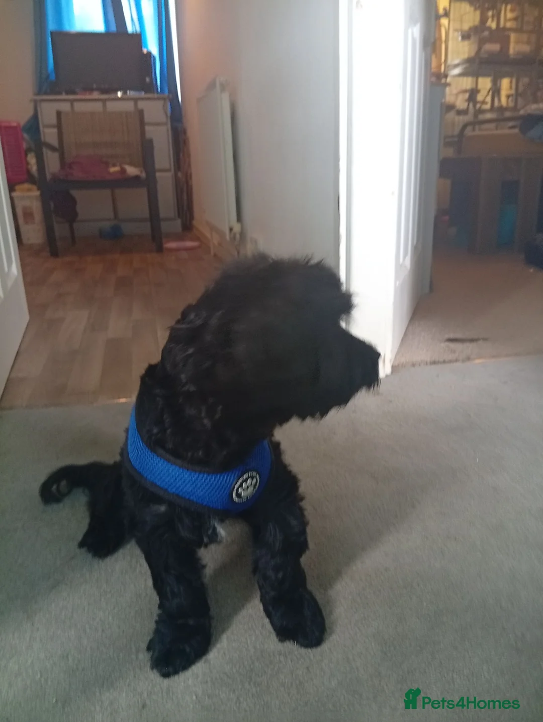 Yorkiepoo dogs for sale: Cockipoo  - Advert 2