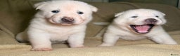 Akita dogs for sale: 7 beautiful American Akita Puppies - Advert 11