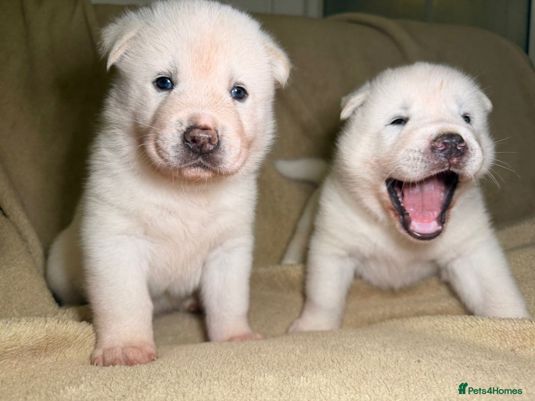 Akita dogs for sale: 7 beautiful American Akita Puppies - Advert 11