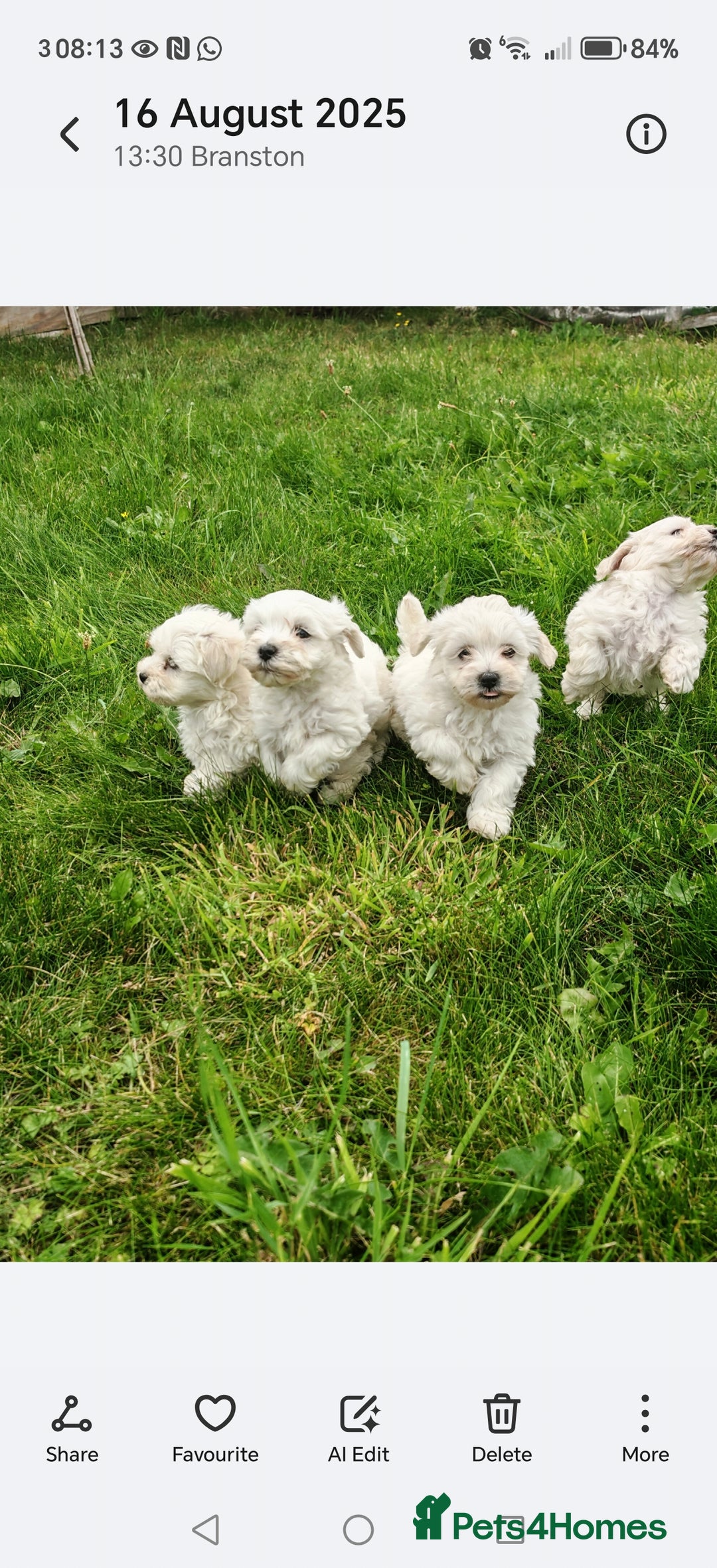 Bichon Frise dogs for sale: Bichon  - Image 2