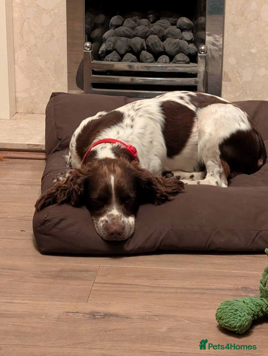 Sprocker dogs for sale: Beautiful Sprocker puppies  - Image 2