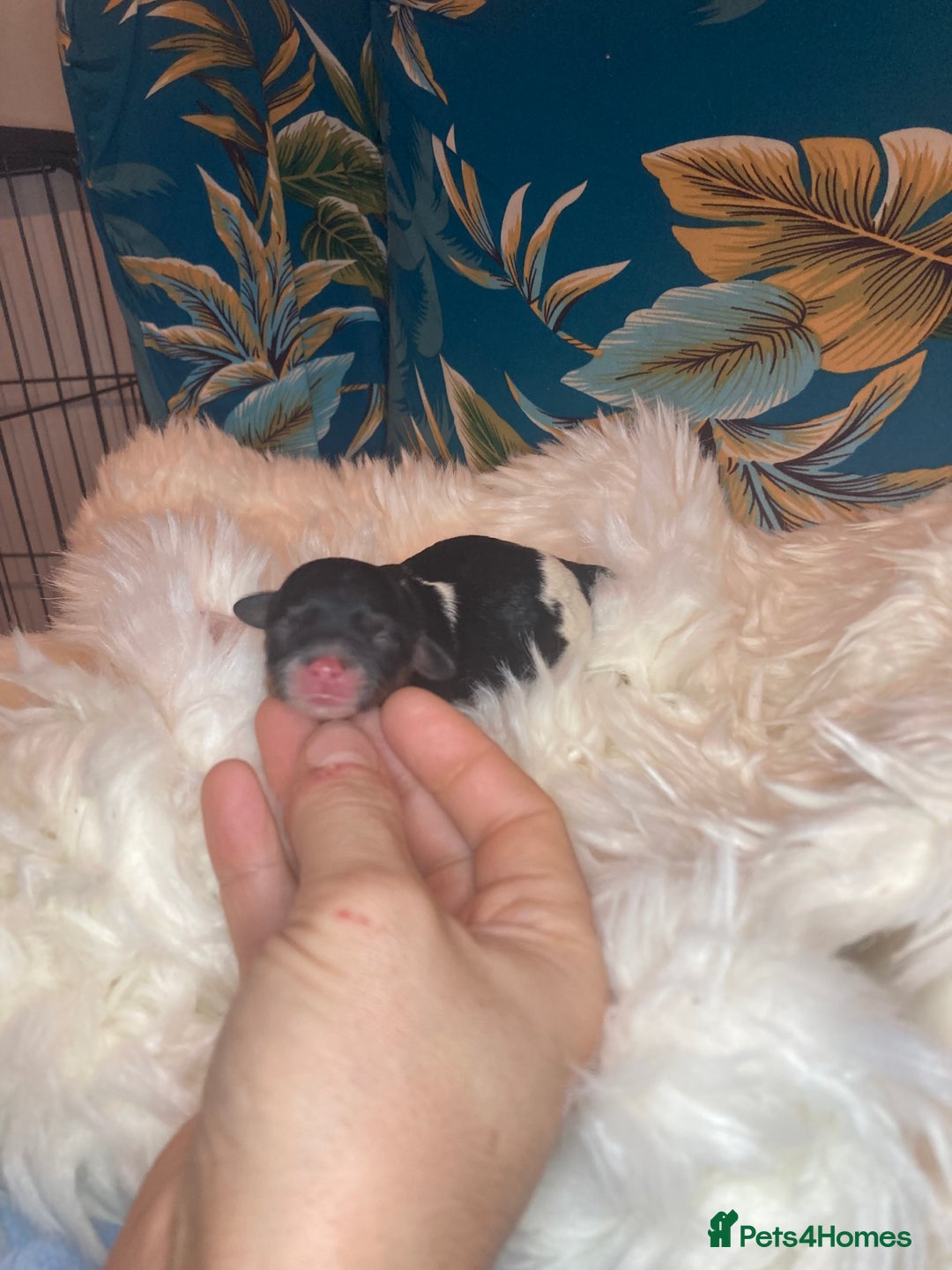 Cavapoo dogs for sale: Stunning toy cavapoo puppies  - Advert 11