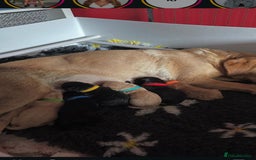 Labrador Retriever dogs for sale: black Labrador retriever  - Advert 4