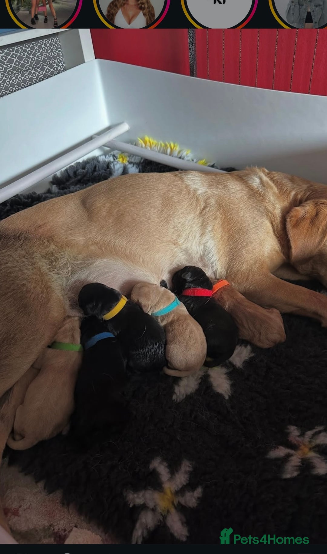 Labrador Retriever dogs for sale: black Labrador retriever  - Advert 4