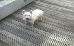 West Highland Terrier dogs for sale: 2 year old female westie  - Image 5