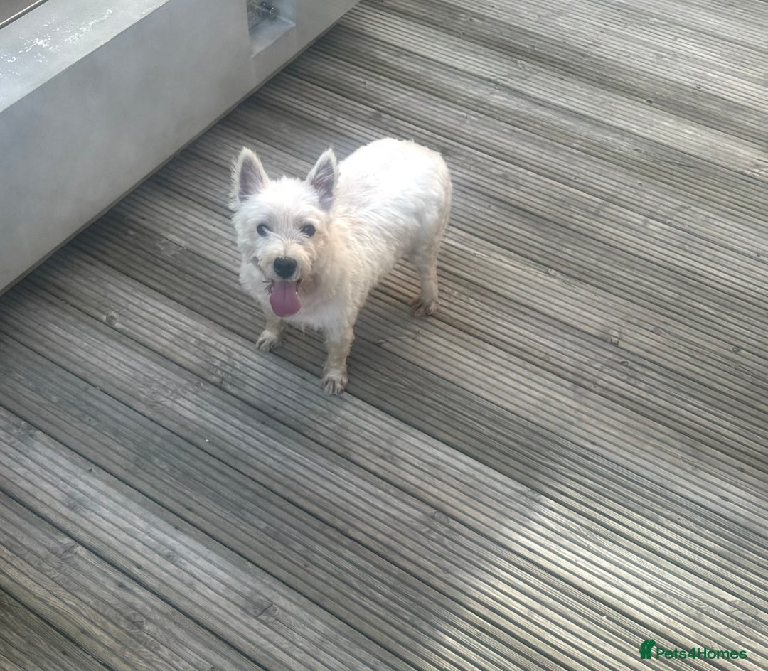 West Highland Terrier dogs for sale: 2 year old female westie  - Image 5