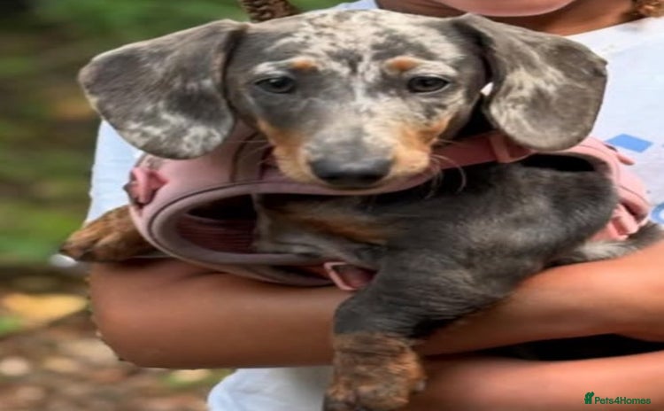 Dachshund dogs - Advert 13