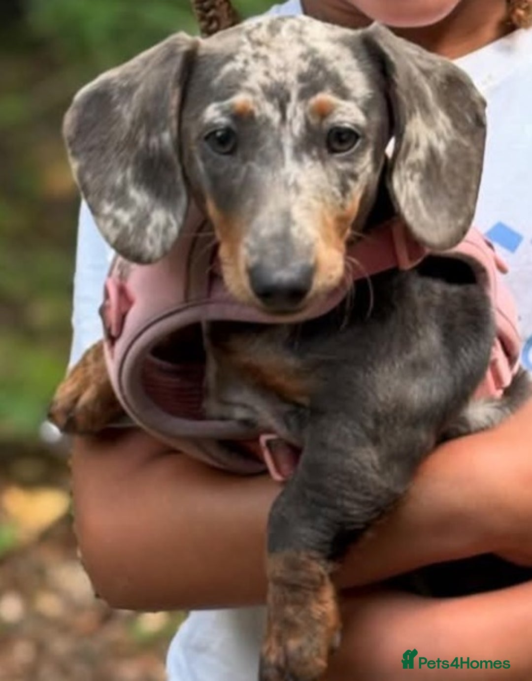Dachshund dogs for sale: Blue Dapple miniature dachshund - Image 1