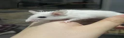 Mouse rodents for sale: Multimammates  - Advert 5