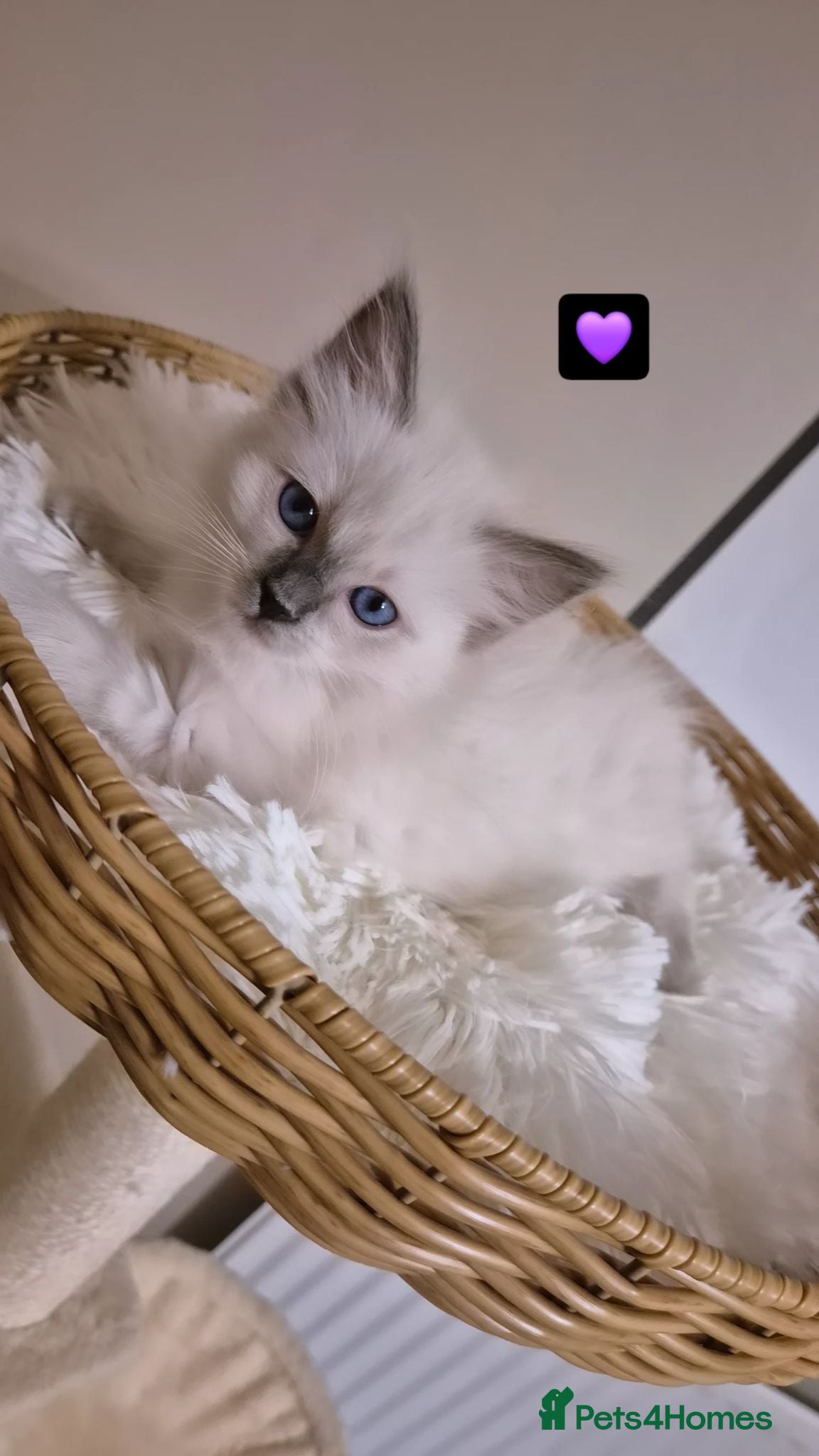Ragdoll cats Our beautiful ragdolls 🐾 (ONLY 1 LEFT) - Advert 3