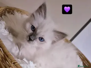 Ragdoll cats Our beautiful ragdolls 🐾 (ONLY 1 LEFT) - Advert 18